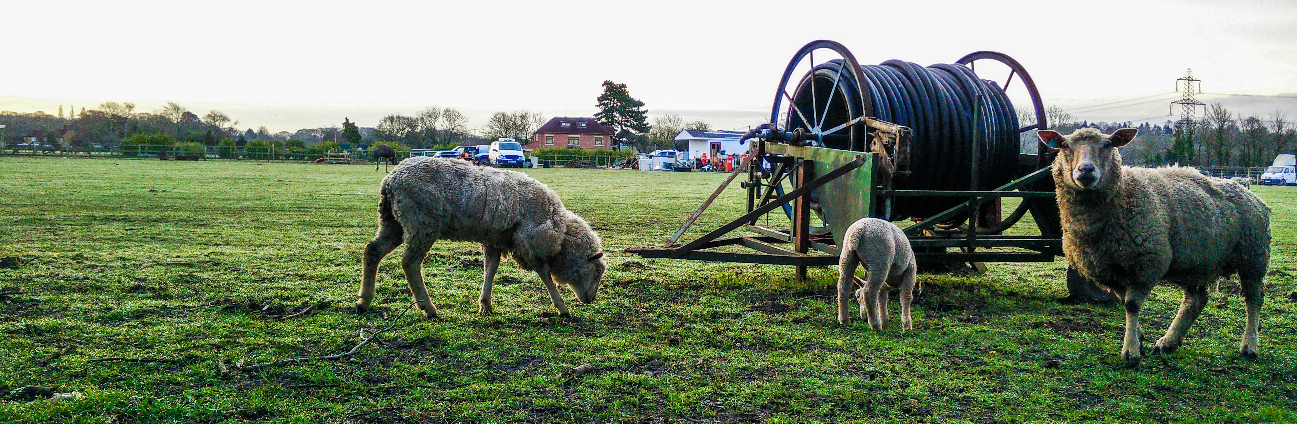 A couple of sheep and their lamb at dawn, a rhea can be spotted in the background.