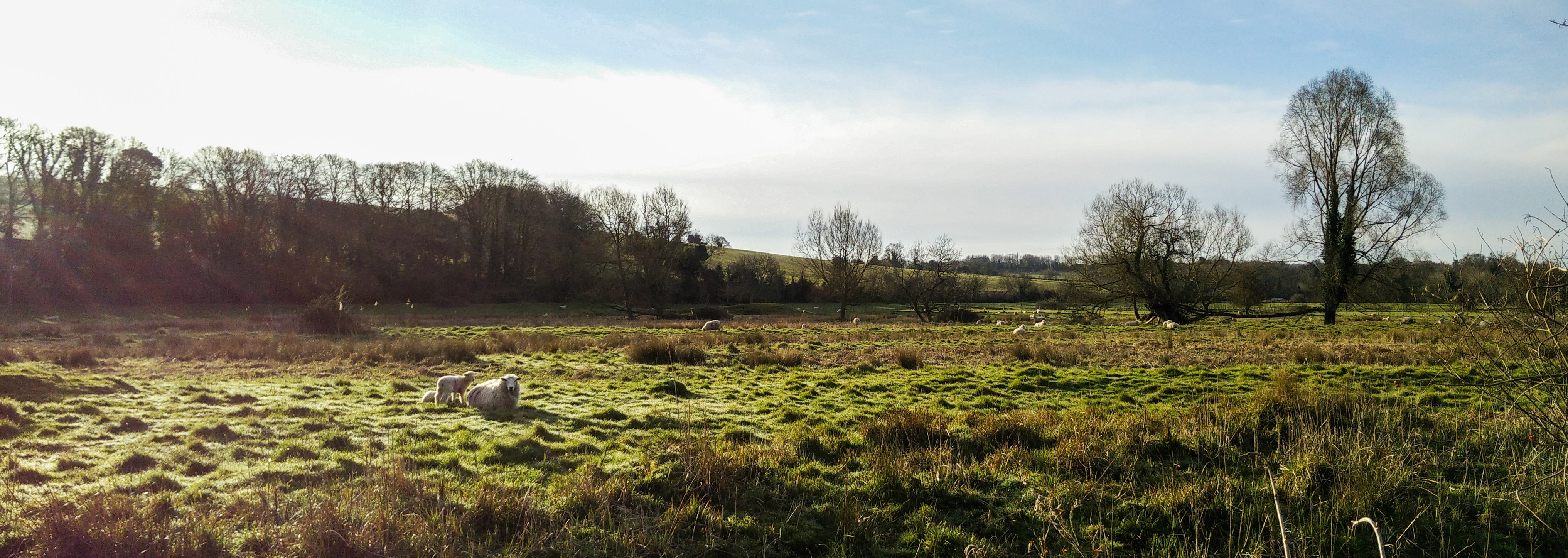 The sun has risen over the fields as I approach Winchester. A sheep and her lamb watch as I cycle by.