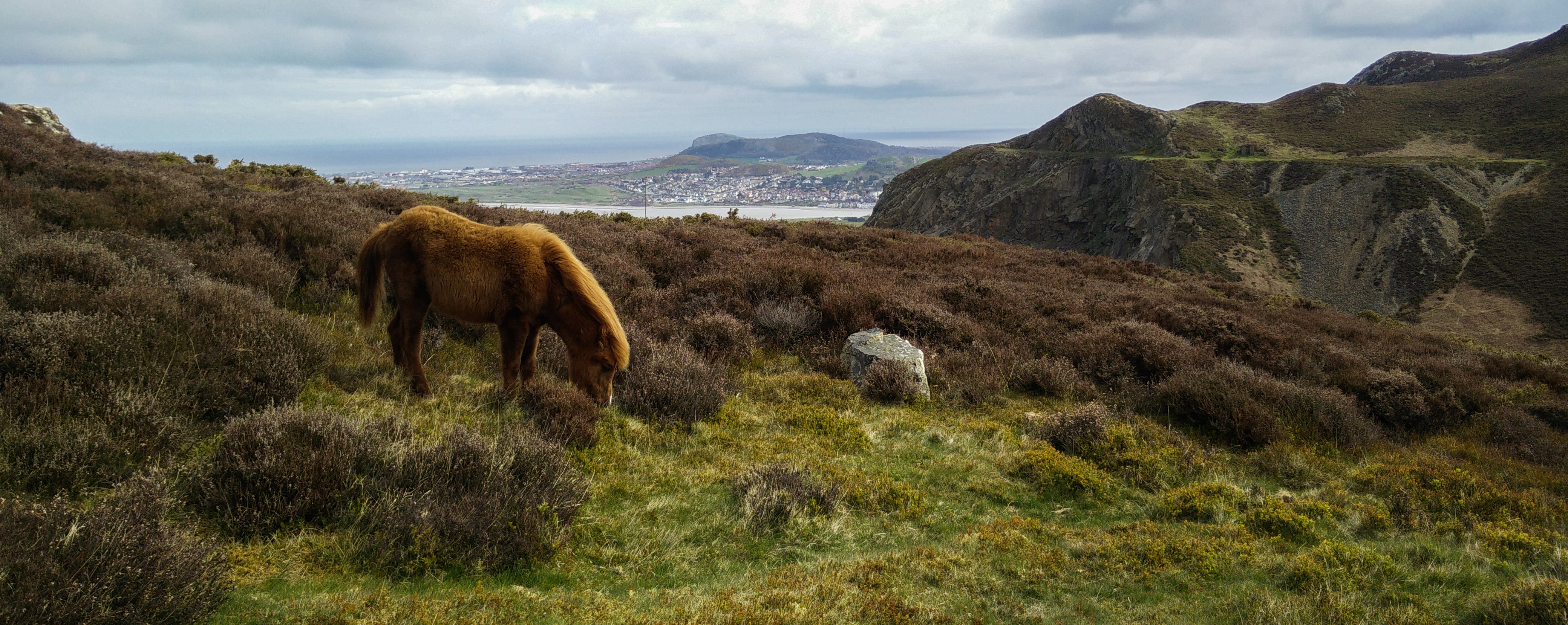 Day two up Conwy Mountain with a pony